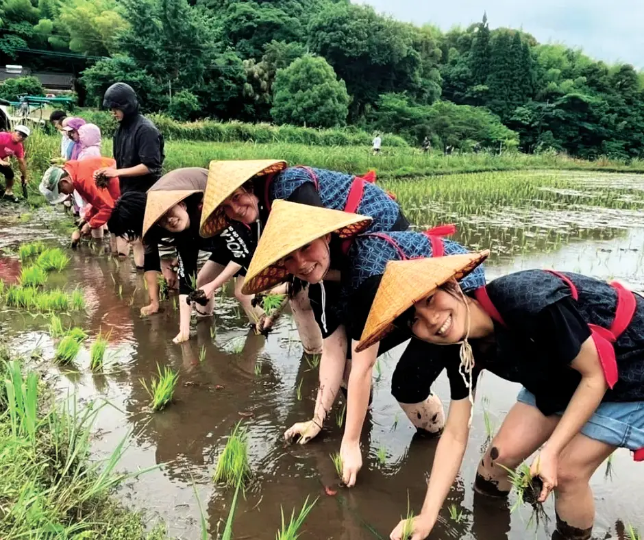 Japon-riz-2 Japon-riz-2